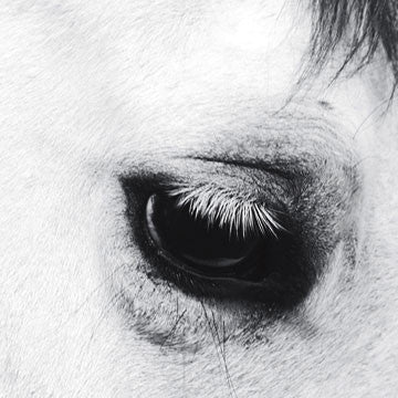 CREEPOID "Horse Heaven"